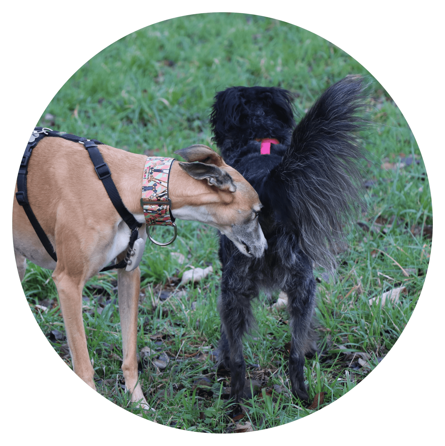 Il s’agit de chiens qui sont habitués à se côtoyer, à partager des activités de chiens ensemble. Leurs besoins sociaux sont ainsi comblés, mais également leurs besoins exploratoires, de dépenses physiques et mentales.