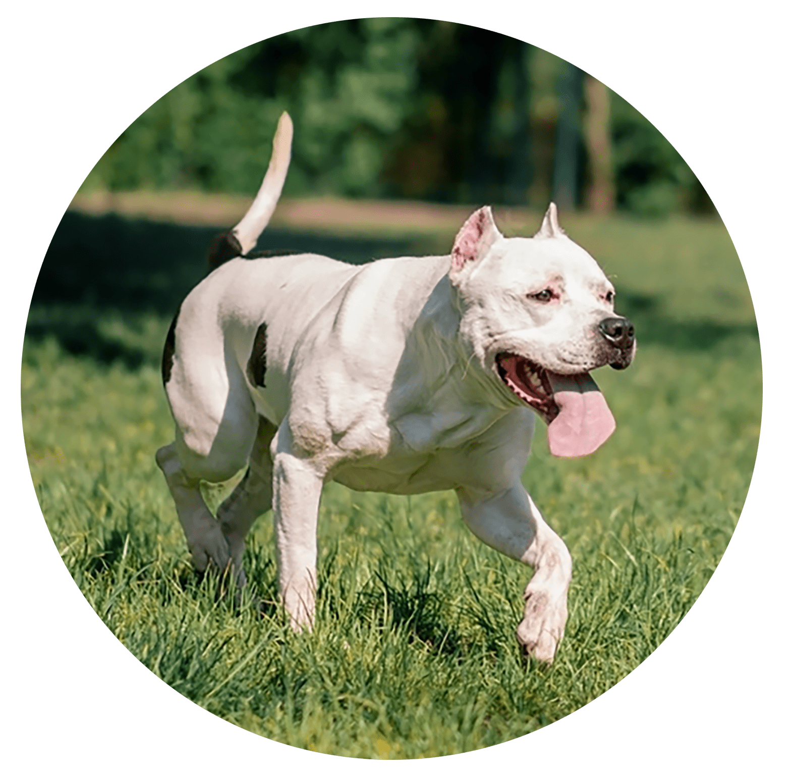 Il s’agit de chiens qui sont habitués à se côtoyer, à partager des activités de chiens ensemble. Leurs besoins sociaux sont ainsi comblés, mais également leurs besoins exploratoires, de dépenses physiques et mentales.