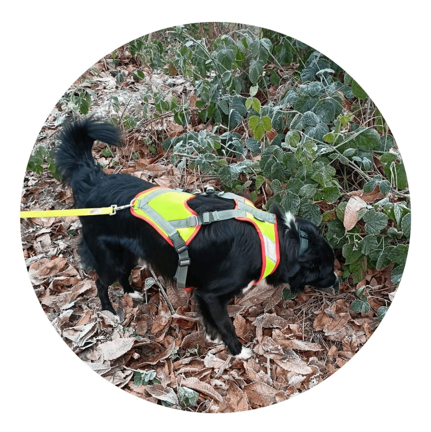 Je considère que cette activité est la seule activité que nos chiens de famille devraient pratiquer. Elle se pratique dans le calme. Au fur et à mesure des séances, le chien apprend à gérer ses émotions pour pouvoir atteindre le but. Un chien trop excité ou un chien trop rapide n’est pas suffisamment concentré pour suivre la piste de la victime. Ensuite, le chien est le seul à savoir où est la victime. L’humain doit faire confiance à son chien, et rien qu’avec ça, votre relation ne peut que s’améliorer. De plus, votre chien acquiert de l’autonomie puisque c’est lui qui prend les décisions.