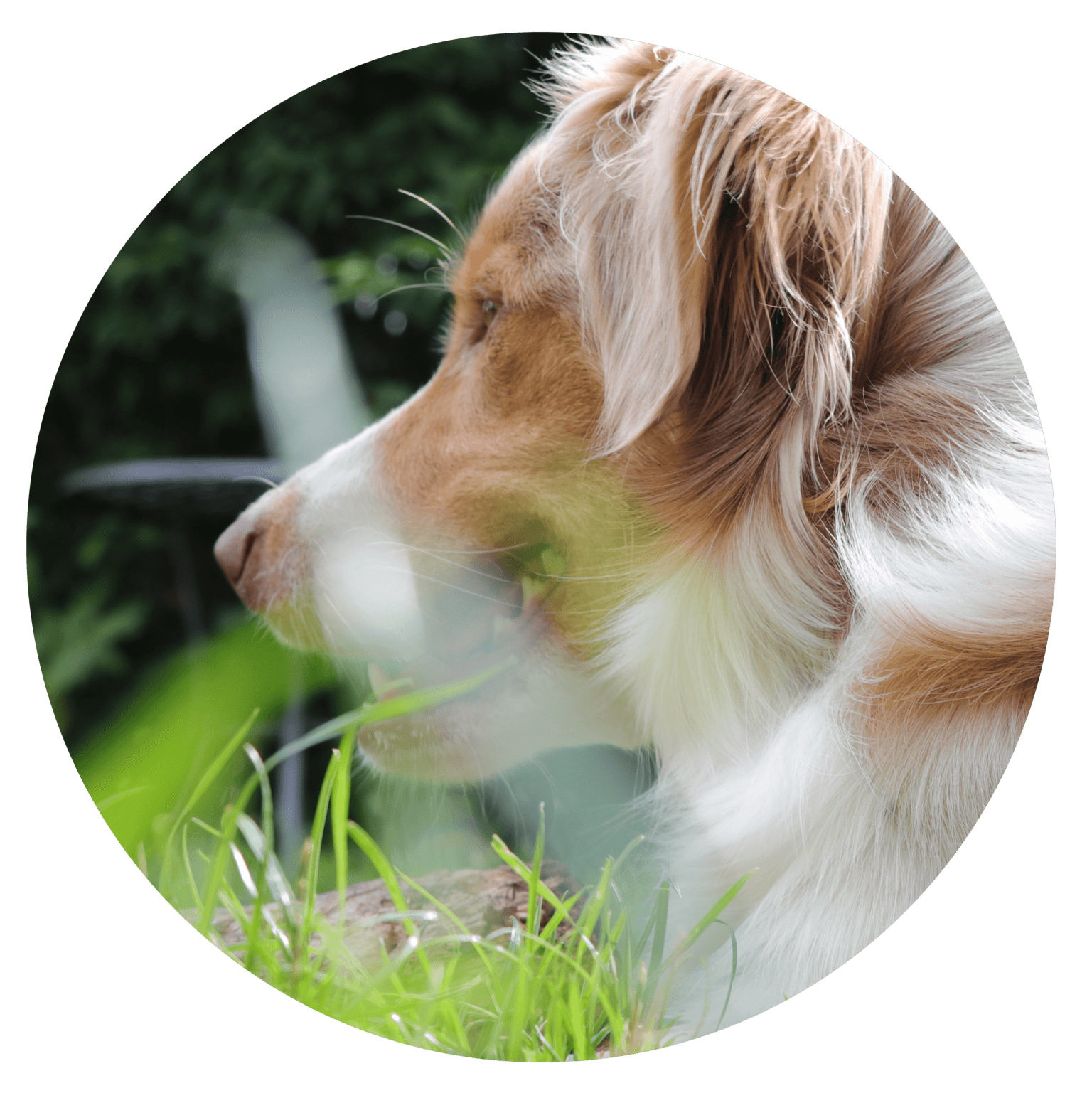 La Rencontre est le premier rendez-vous que nous prenons ensemble. Elle se passe à votre domicile et dure 2h. Elle me permet d’apprendre à vous connaître, vous, votre famille, votre chien, et comment tout ce petit monde fonctionne. J’observerais le comportement de votre chien et les interactions que vous avez avec lui. Nous échangerons sur la vie et les habitudes, que vous avez ensemble. Nous parlerons et analyserons vos attentes et/ou les problématiques rencontrées.  Nous aborderons ensemble les besoins de votre chien, sa communication, en passant par ses modes d’apprentissage, ses émotions, ainsi que votre relation. À la fin de cette rencontre, je vous donnerais les premiers conseils pour démarrer ou améliorer votre quotidien avec votre chien et je vous proposerai un accompagnement sur mesure, en fonction de vous et de votre chien.  L’approche du Chien que je vous apporte est innovante, qui va à l’encontre de tout ce qu’on a l’habitude de voir, de lire, de connaître sur le Chien ainsi qu’en matière d’éducation canine, car elle permet de véritablement comprendre et rencontrer votre chien. 