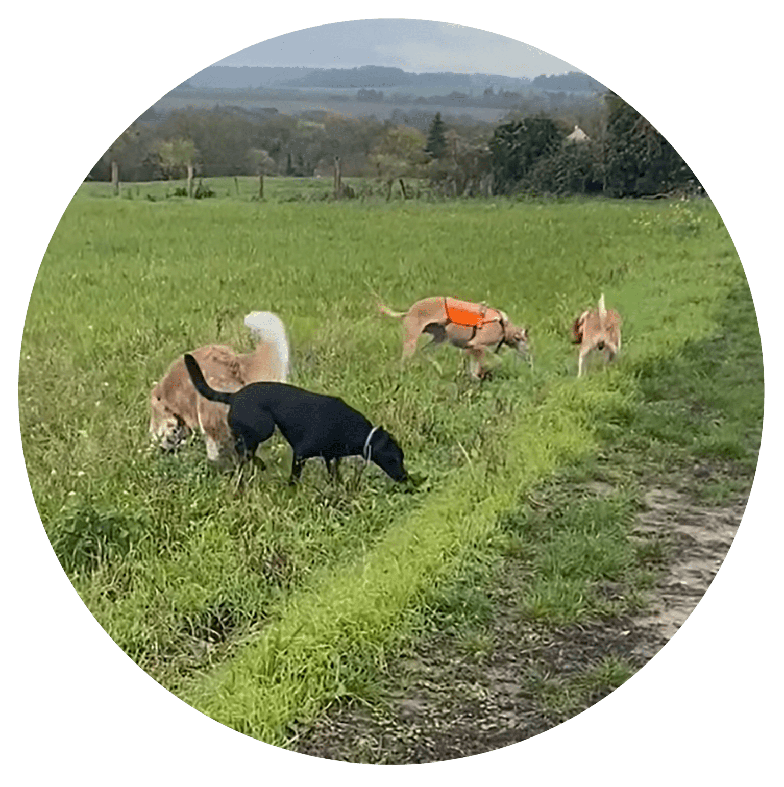 Il s’agit de chiens qui sont habitués à se côtoyer, à partager des activités de chiens ensemble. Leurs besoins sociaux sont ainsi comblés, mais également leurs besoins exploratoires, de dépenses physiques et mentales.