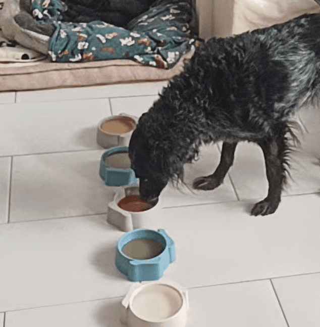 Arya_zoopharma chien en pleine piste de Mantrailing