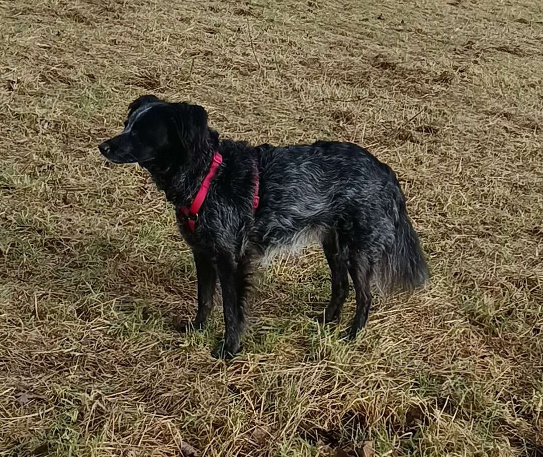 Arya en promenade chien en pleine piste de Mantrailing