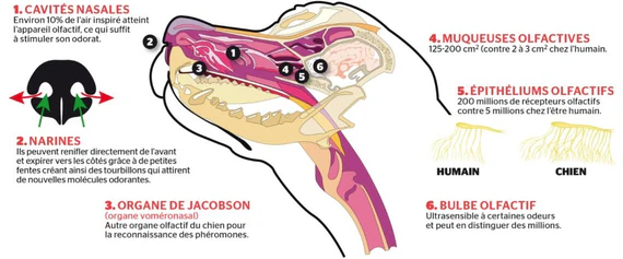 Odorat_du_chien_anatomie_utilite_du_flair_et_comportement_olfactif_structure_du_nez
