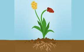 constitution d'une plante